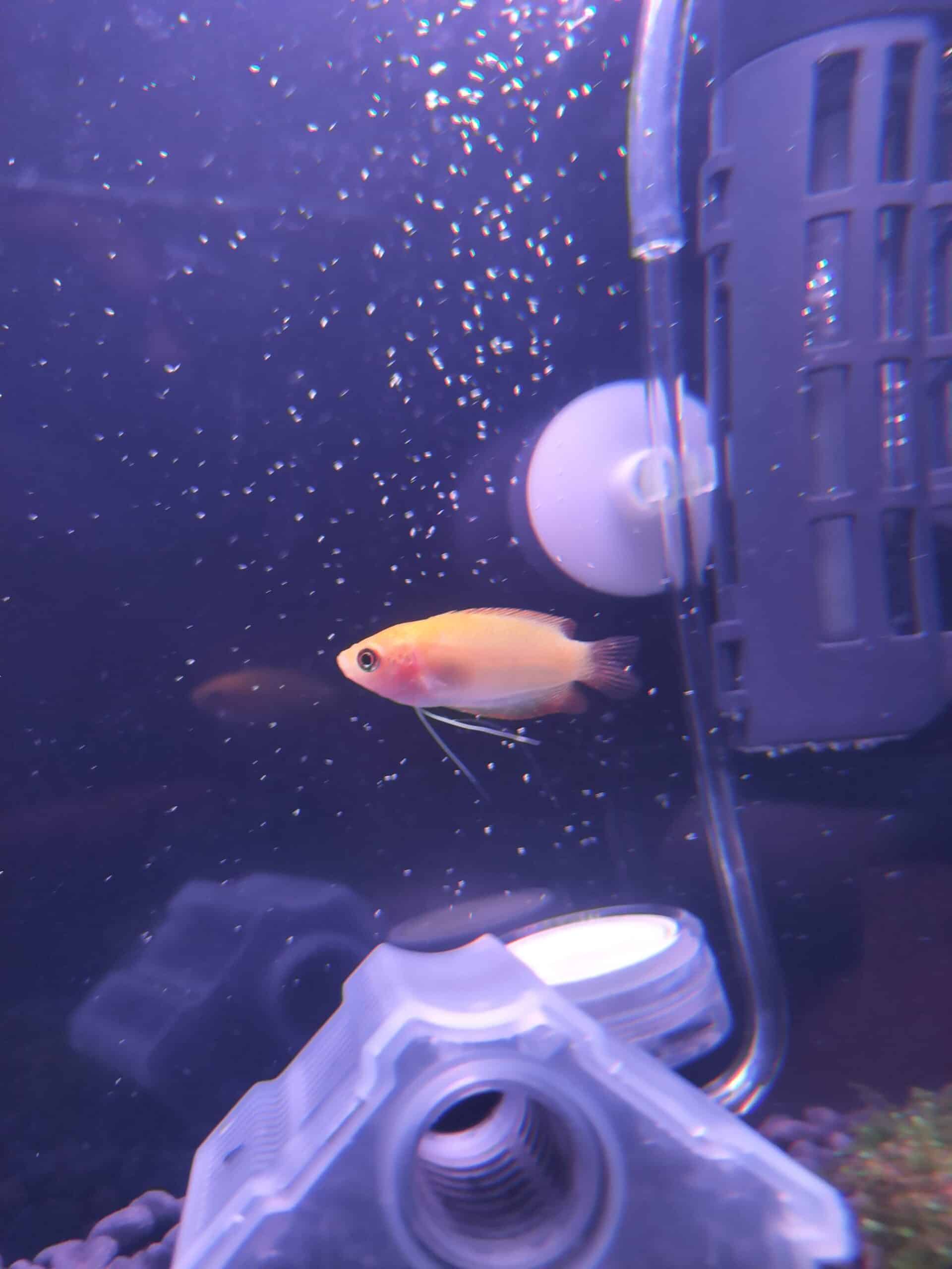 ゴールデンハニードワーフグラミー