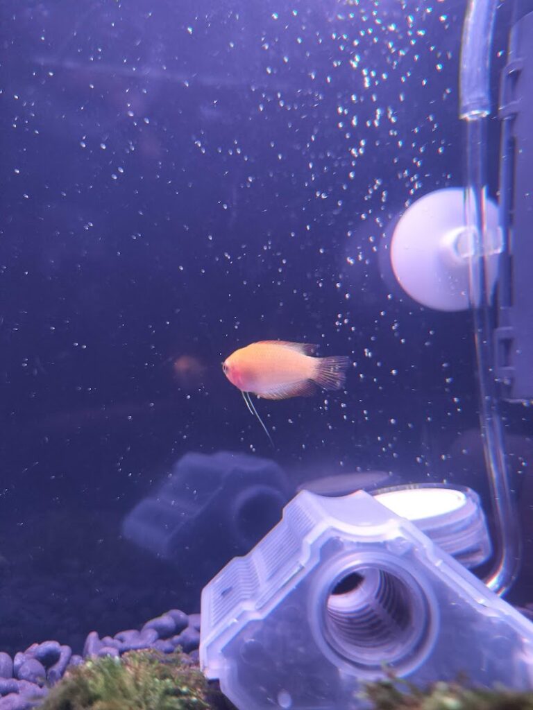 ゴールデンハニードワーフグラミー