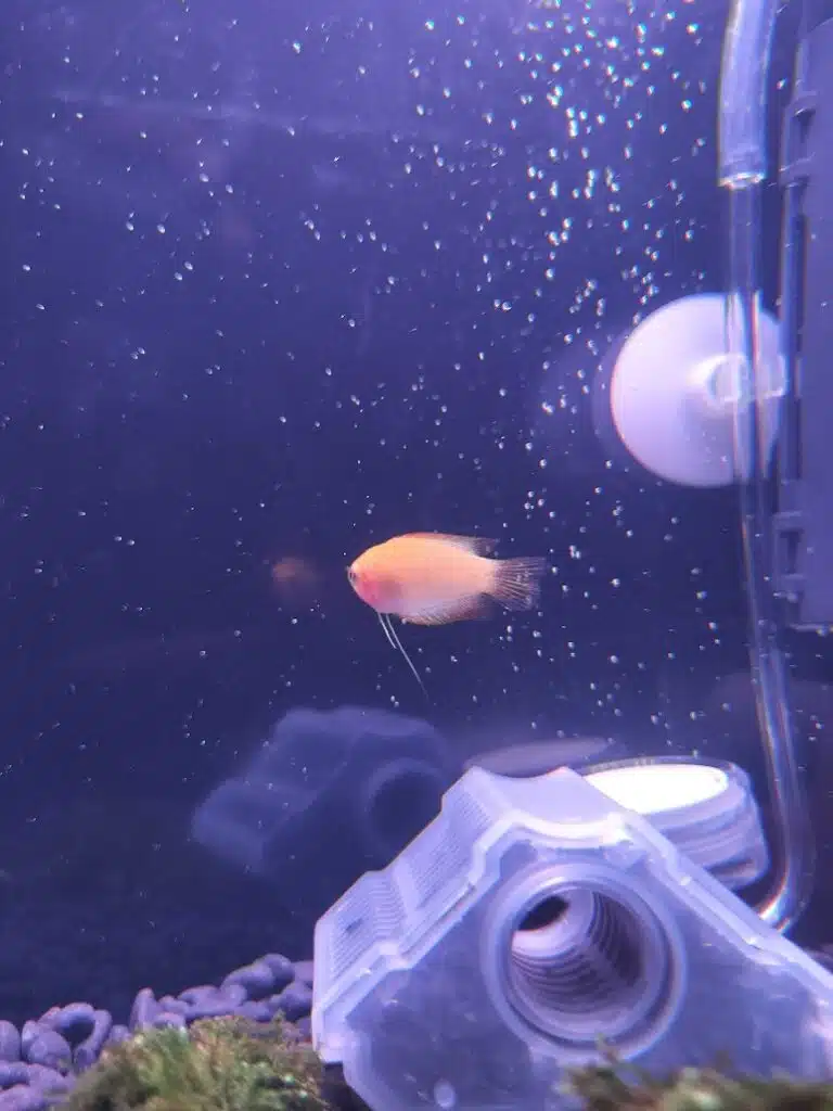 ゴールデンハニードワーフグラミー