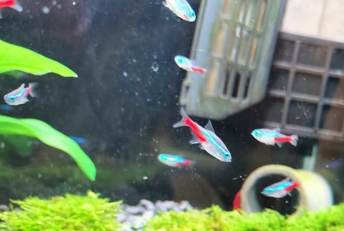 小型水槽にネオンテトラ10匹
