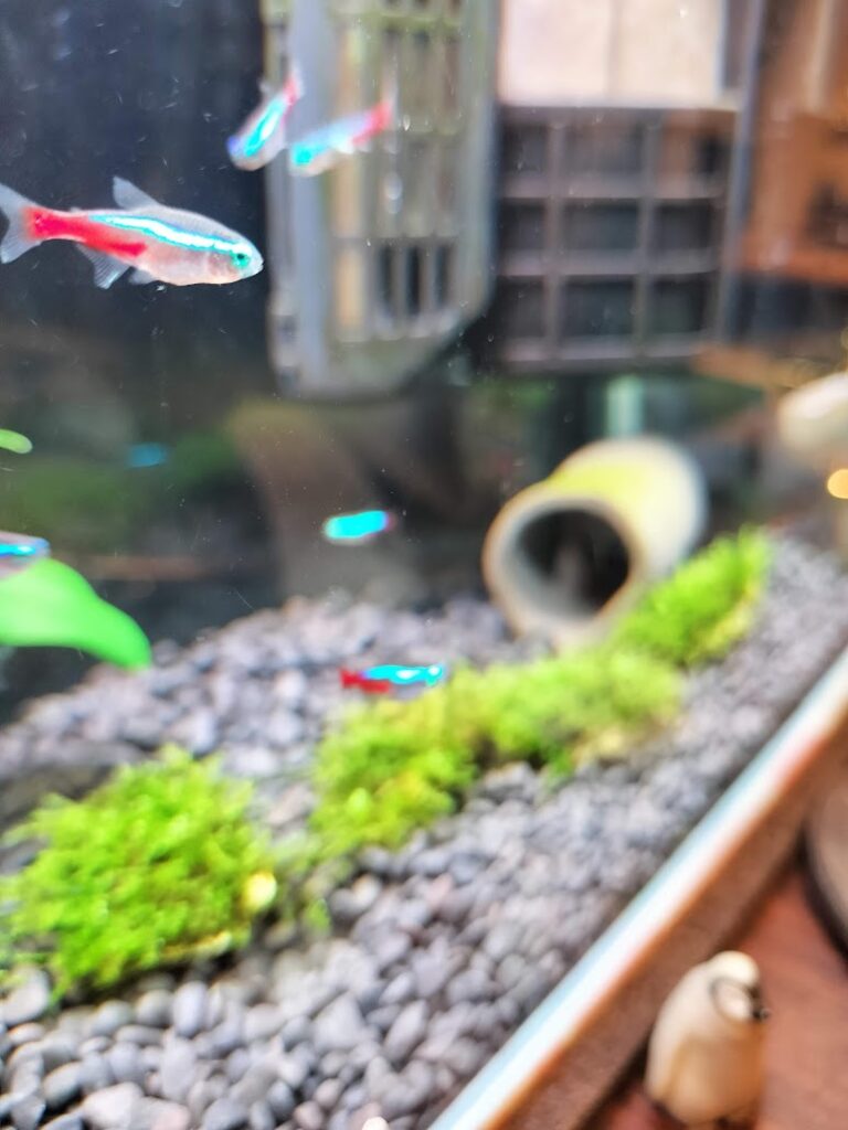 ネオンテトラ小さいよ
